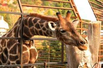 Жираф в ялтинском зоопарке "Сказка"